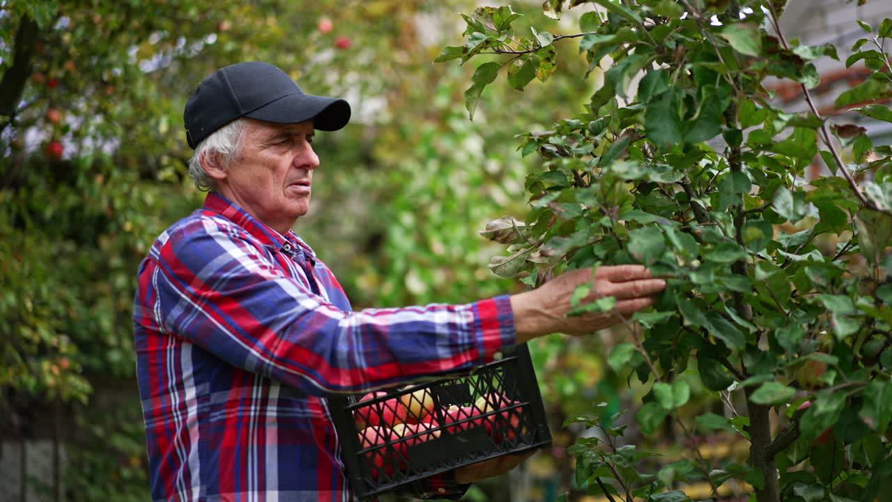 Adult man picking ripe apples into the box. Farmer collecting harvest from the young apple trees. Side view.