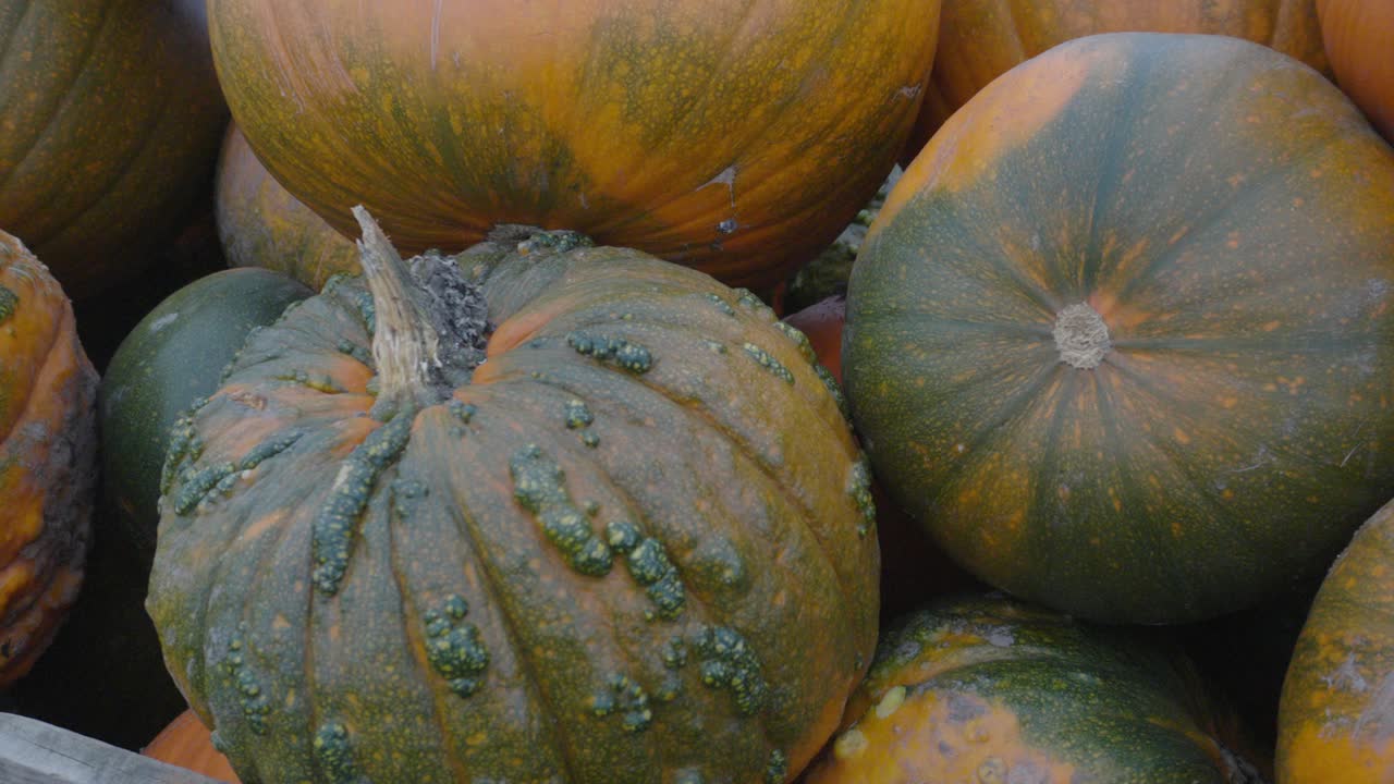 calabazas grandes descoloridas con verde y ampollas en la piel en caja