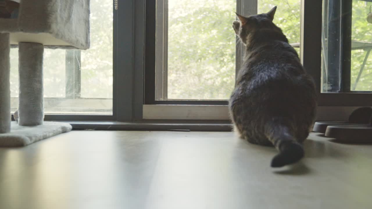 유리 문  ⁇ 에 서 있는 귀여운 타비 고양이 - 가까이