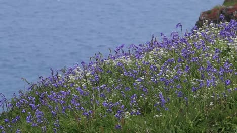 bluebells, hyacinthoides non-scripta, en flor entre otras flores silvestres en acantilados junto al mar