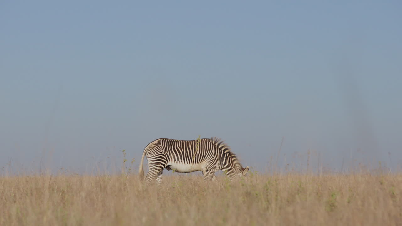 Ampia ripresa in steadicam di una zebra delle pianure maschio che cammina.