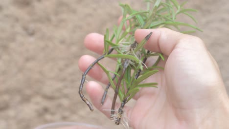 close-up of a hand removing rosemary stems with many roots from a glass of water