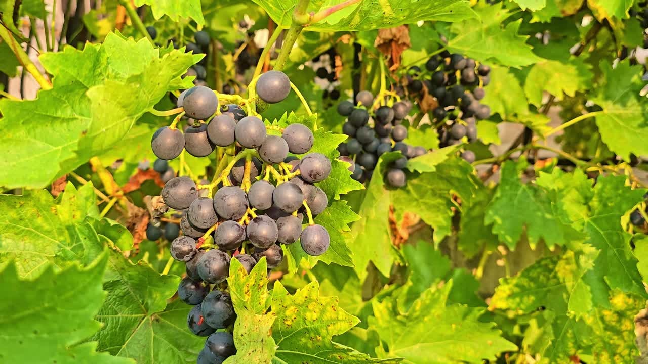 Fixed shot of black grape clusters hanging on vines with surrounding green leaves swaying in the wind