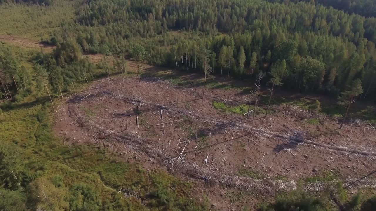 talado cortar el área en el bosque de coníferas-3