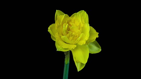 narcissus. blooming of beautiful yellow flowers on black background, daffodil. timelapse. 4k. wedding background, valentines day, mother's day, spring, easter.
