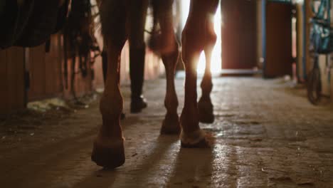 footage of horse's legs walking through stable.