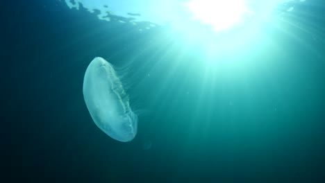 moon jellyfish scenery underwater moving slow and close sun beams and sun rays ocean scenery aurelia aurita backgrounds