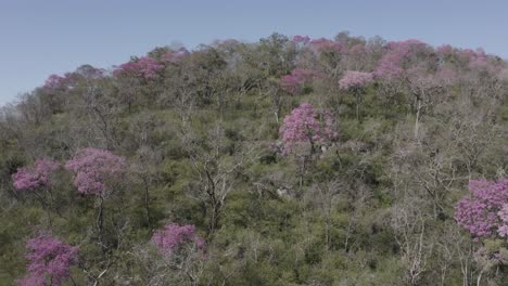 Pink-Ype-–-Drohnenkamera,-Die-Langsam-Die-Seite-Eines-Berges-Mit-Kontrastierenden-Rosa-Bäumen-Zeigt