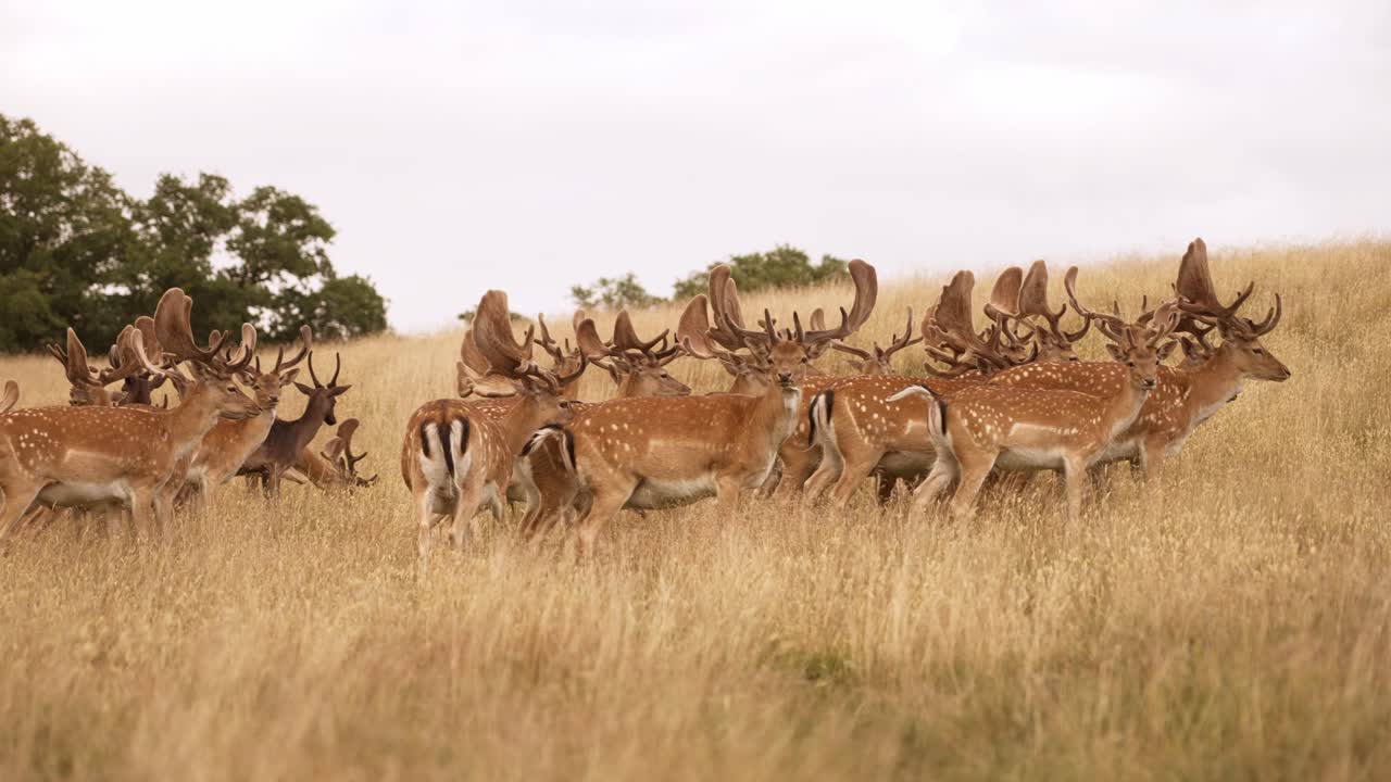 Herd of deer walking through a grassy field during daylight