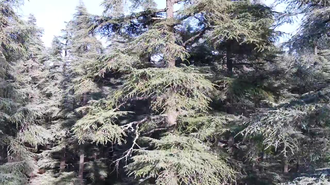 Riprese aeree con drone sopra orizzonti di fitte foreste di cedri sotto un cielo azzurro limpido nel Medio Atlante, Marocco, ideali per documentari naturalistici e progetti su paesaggi selvaggi suggestivi.