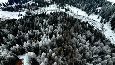 Vista-Aérea-De-Pájaros-Sobre-Pinos-Cubiertos-De-Invierno-Blanco-En-La-Ladera-De-La-Montaña-En-Bedretto,-Suiza