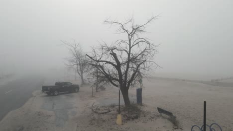 still look at a dead looking tree on a misty beach