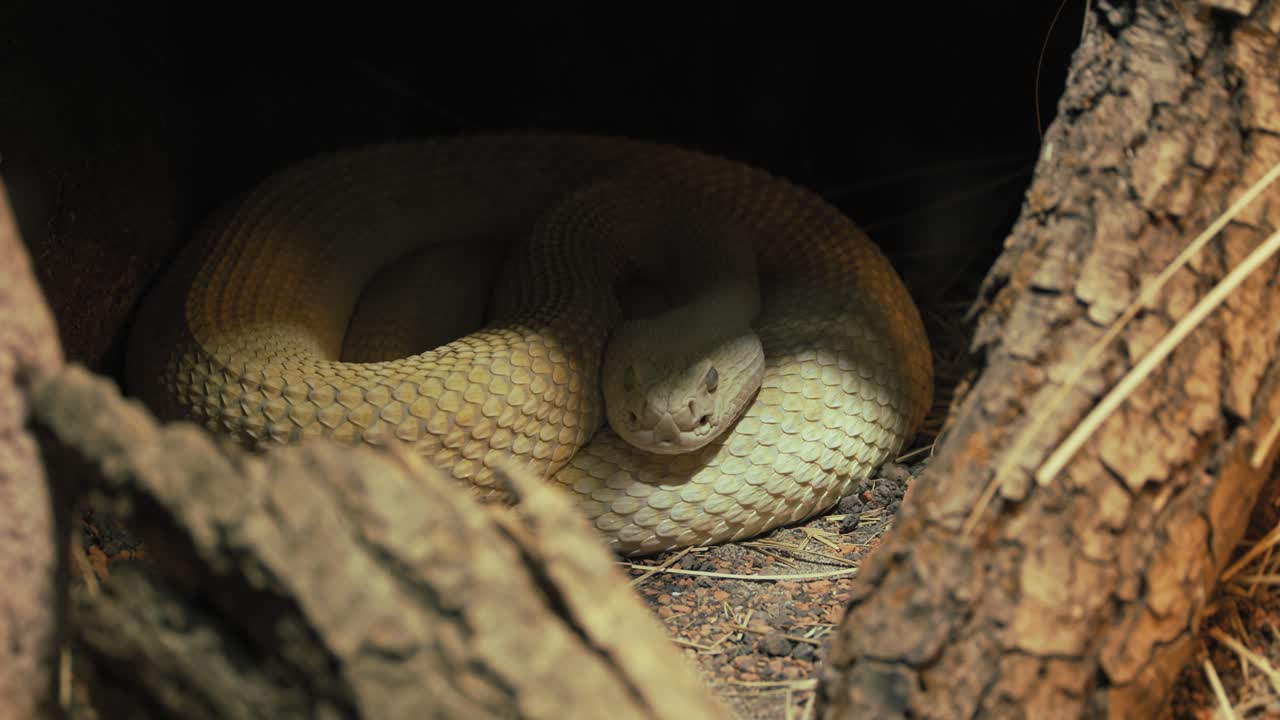 Coiled Western Diamondback Rattlesnake resting in its enclosure
