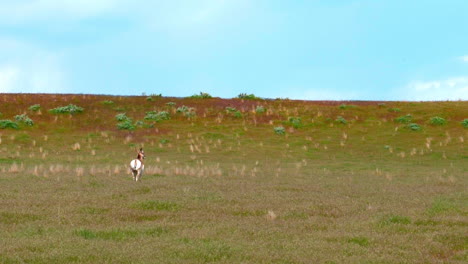 An-antelope-walking-around-in-a-green-meadow-in-the-springtime