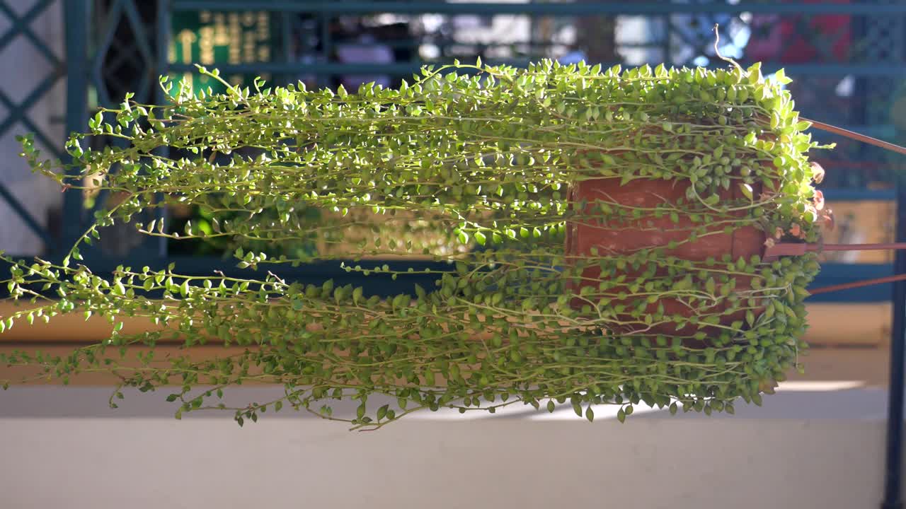 Hanging String of Beads Plant in a Terracotta Pot