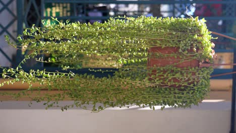 hanging string of beads plant in a terracotta pot