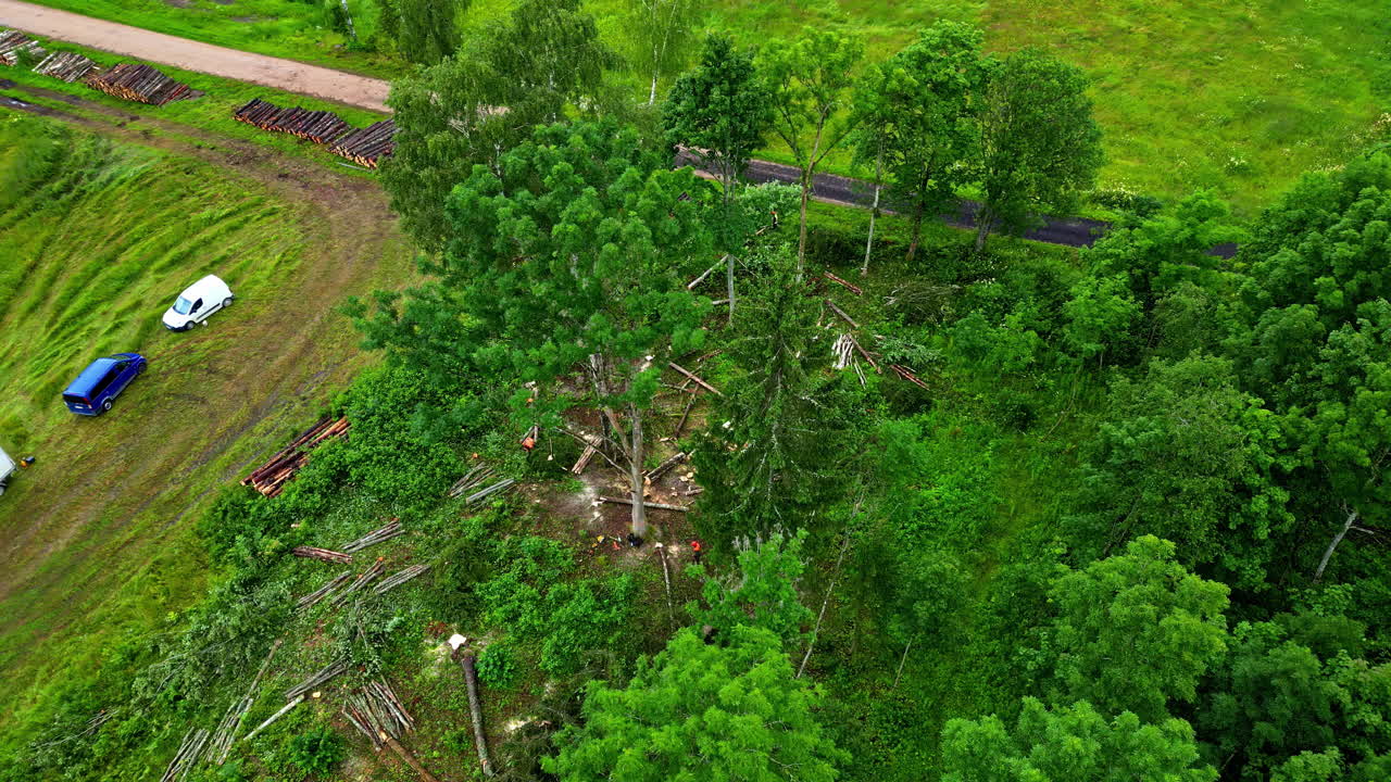 Aerial View of Tree Felling and Logging Operation in a Green Forest