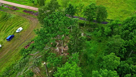 aerial view of tree felling and logging operation in a green forest