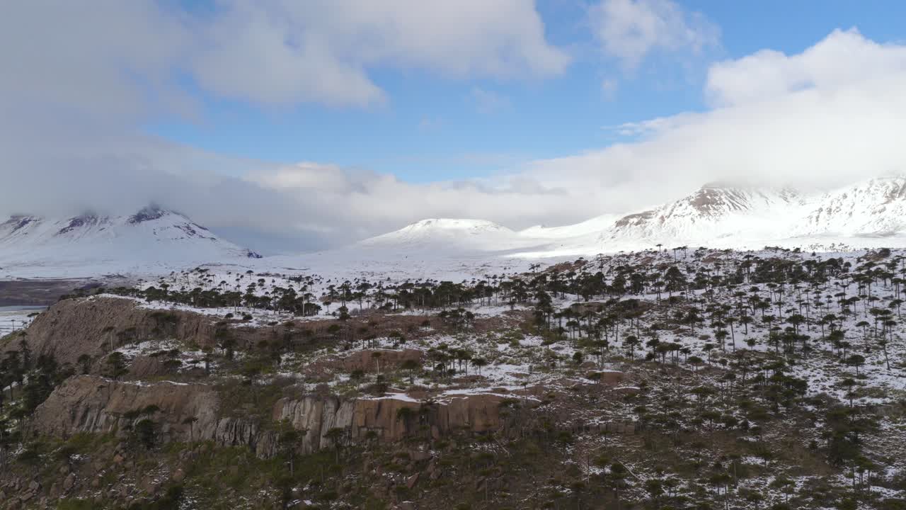 Beautiful hillside with Araucarias set before snow-covered mountains in Caviahue-Copahue, Argentina