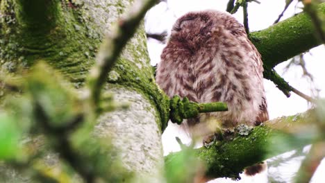 cute little owl on branch sleeping in daylight