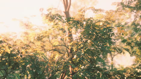 Sunbeams-in-Foggy-Green-Forest