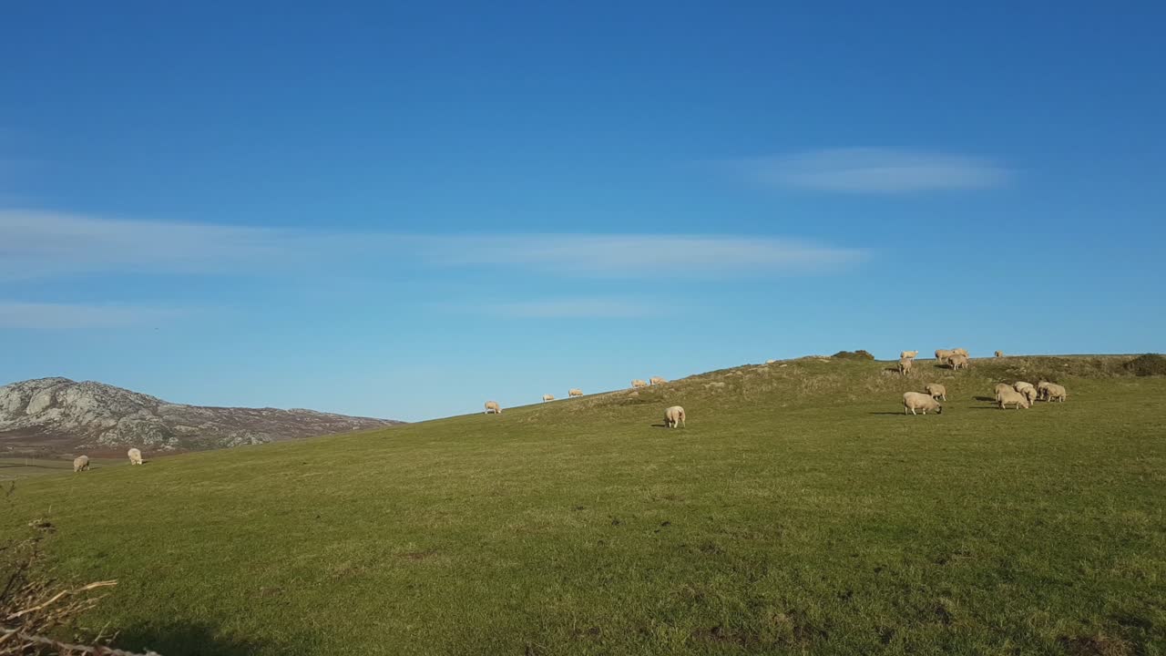 las ovejas pastan en el recinto de holy island, anglesey, gales-2