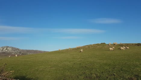 sheep graze in the enclosure at holy island, anglesey, wales-2