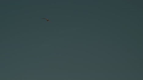 gaviotas gaviotas depredadores en busca de eclosión de tortugas en el océano en puerto escodido méxico