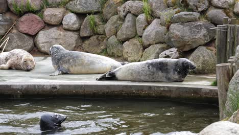 a young grey seal looking at three adult grey seals resting near the pool at animal park