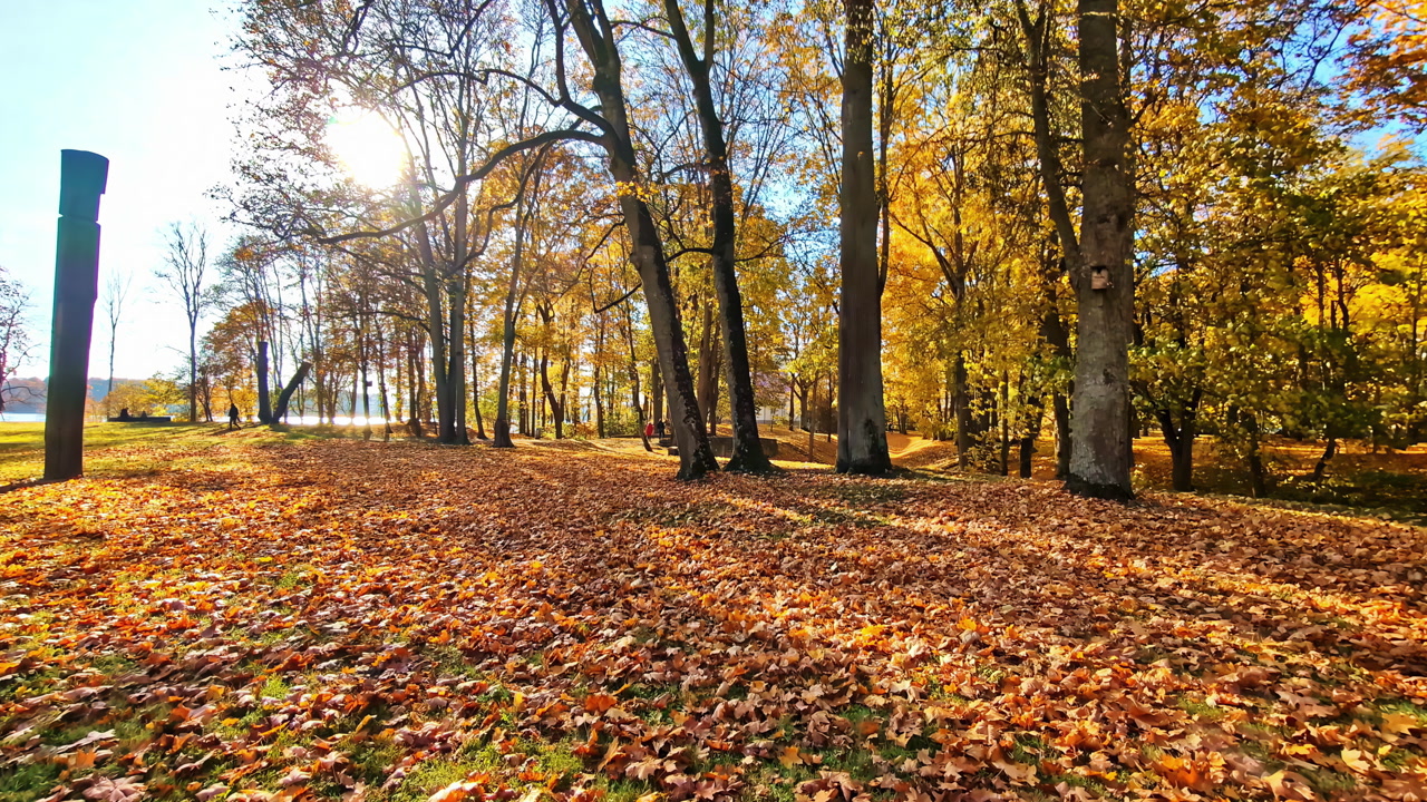 Golden autumn park with tall trees and a thick carpet of fallen leaves, sun shining through branches near a lakeside walkway—warm, peaceful fall nature scene.