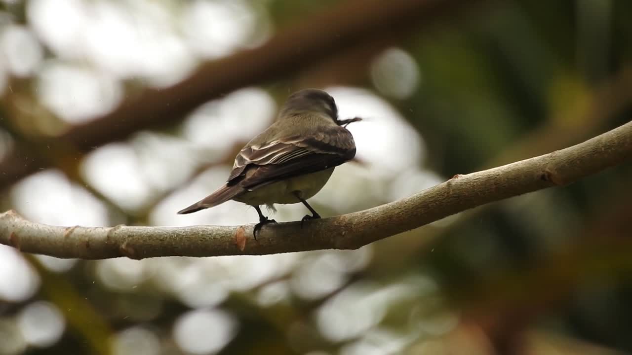 el pewee de la madera oriental, contopus virens, alcanza una percha con una mariposa que golpea y se observa claramente cómo quita las escamas y se la come