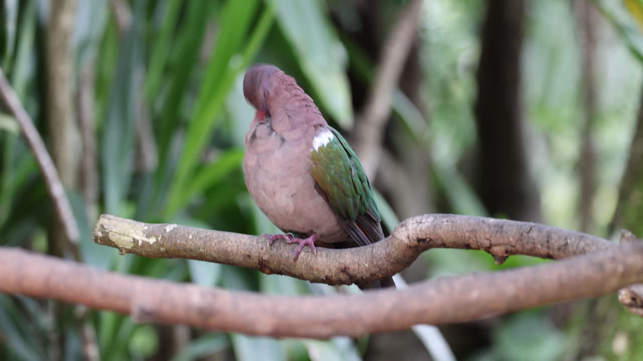 птица наблюдает за окружающей средой с скрученной ветви