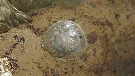 dead jellyfish washed up on the shore