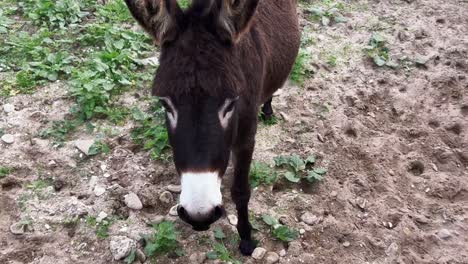 Video-of-donkey,-it-stands-gracefully-outdoors,-quietly-observing-its-surroundings