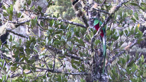 resplandeciente vista frontal macho quetzal posado en una rama, san gerardo costa rica