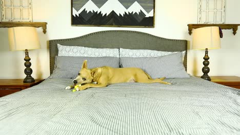 static video of a carolina dog laying on a bed chewing a toy