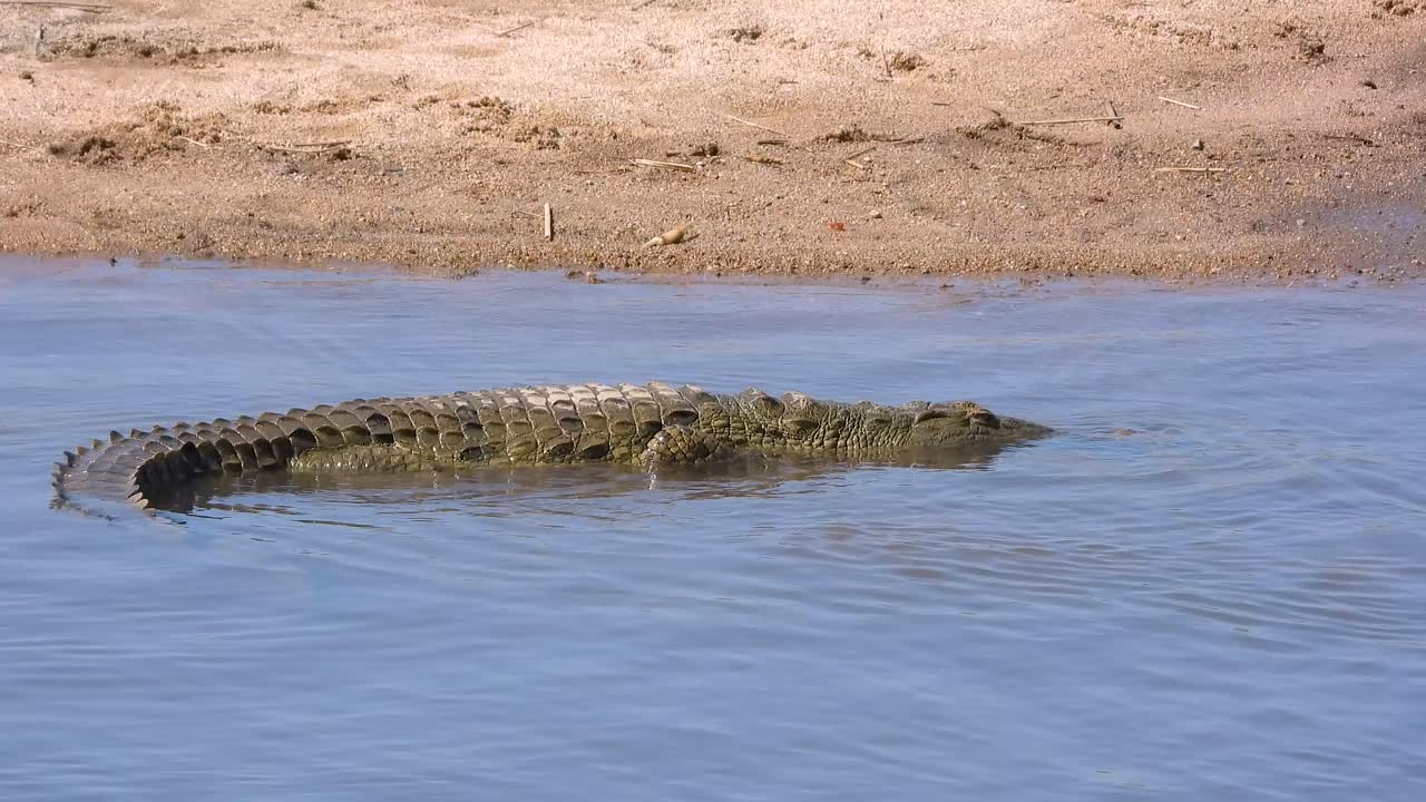 Close-up of a Nile crocodile moving in the water and looking around for something in Kruger National Park