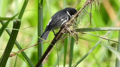 Pequeño-Pájaro-Negro-Sentado-En-La-Rama-De-Un-árbol-De-La-Selva-Y-Volando,-Vista-Estática