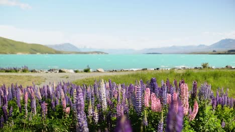 numerous pink and purple lupines on shore of beautiful alpine lake