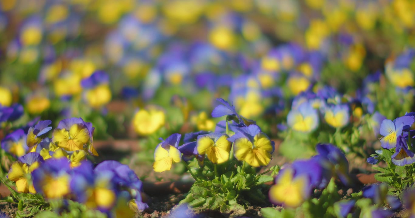 Lilla og gule blomster på bakken
