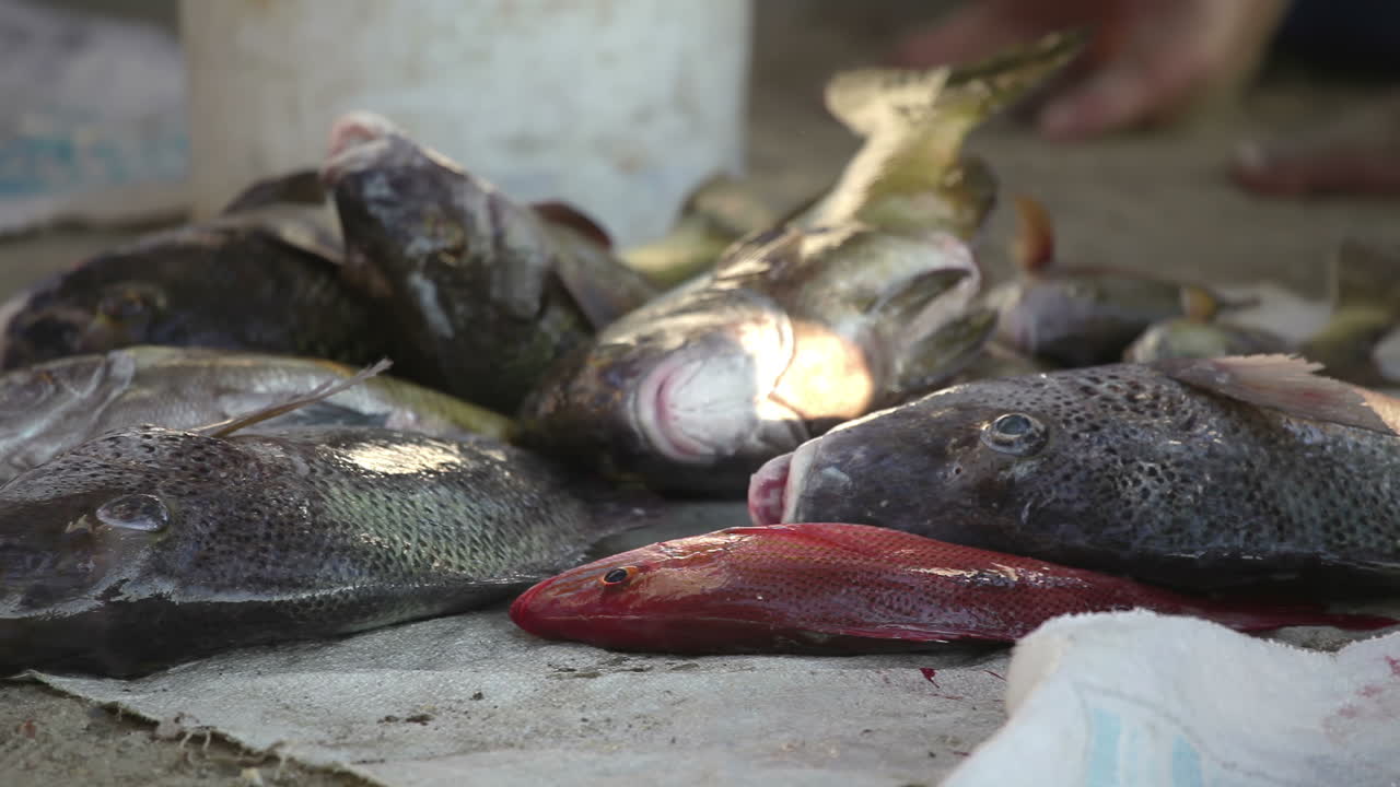 mercado de pescado en la costa de méxico