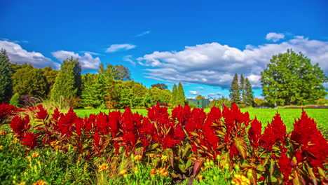 timelapse vibrante y colorido de flores rojas en un prado verde con un bosque y una cabaña en el fondo contra un cielo azul brillante con nubes blancas que pasan