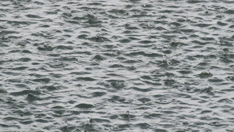 raindrops circles over the lake on a rainy weather