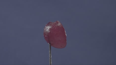 cereza girando con bucle en pantalla azul para la llave de croma