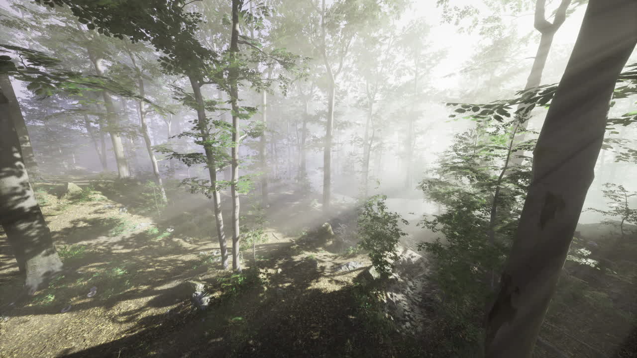 안개가 가득 찬 나무 를 가로질러 가로질어 가는 빛 은 매혹적 인 분위기 를 만들어 줍니다.