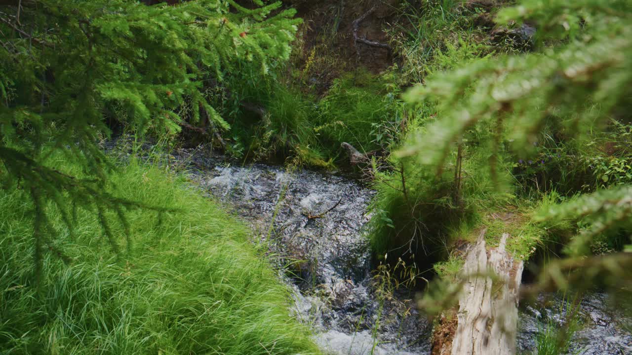 Calm mountain stream flows through mossy forest floor. Water trickles over rocks, surrounded by fresh green grass. Pine trees frame the scene with soft focus