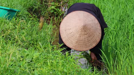 farmer working diligently in a rice field