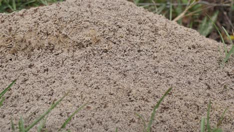 fire ants crawling all over a large ant hill or mound