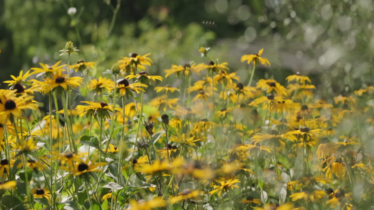 toma ajustada de un crecimiento de flores amarillas de susan de ojos negros