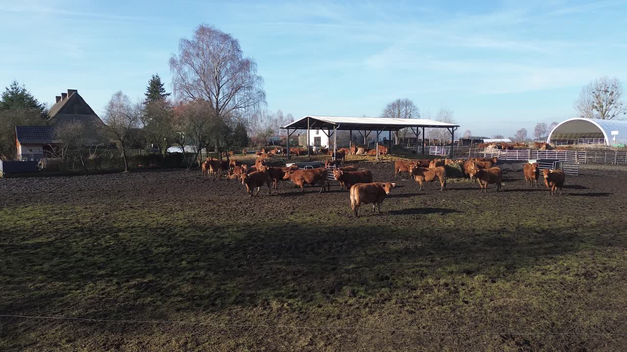 cámara aérea volar hacia y desde la vaca marrón en la granja día soleado